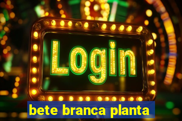 bete branca planta